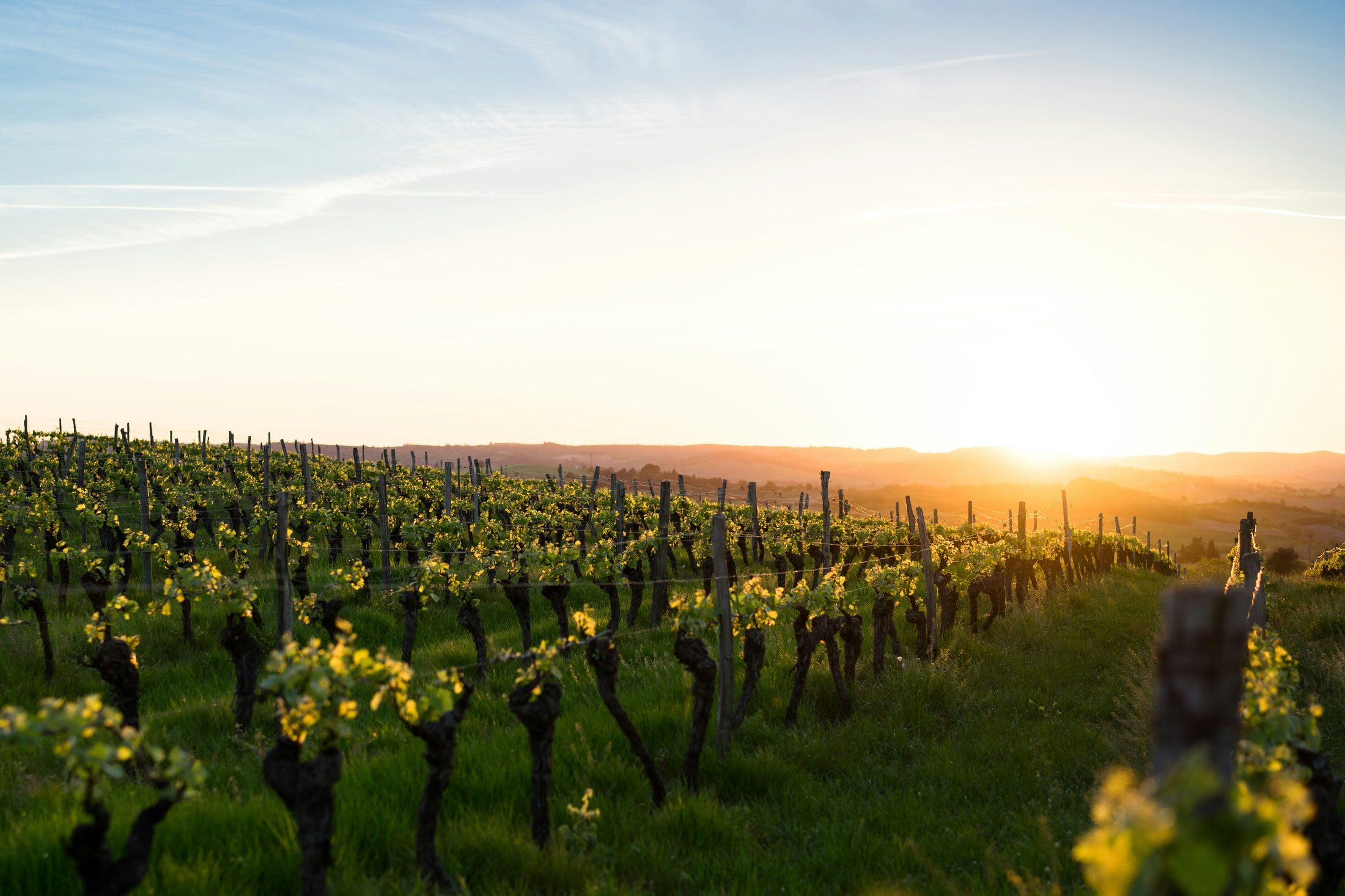 Rows of vines running toward the horizon at sunset
