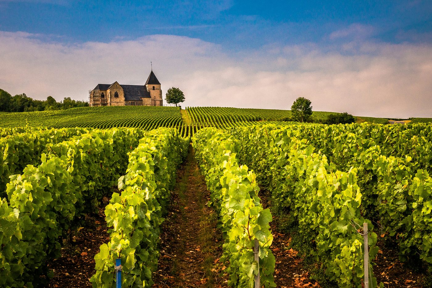 Vineyard rows leading up to a stone church on a French hillside
