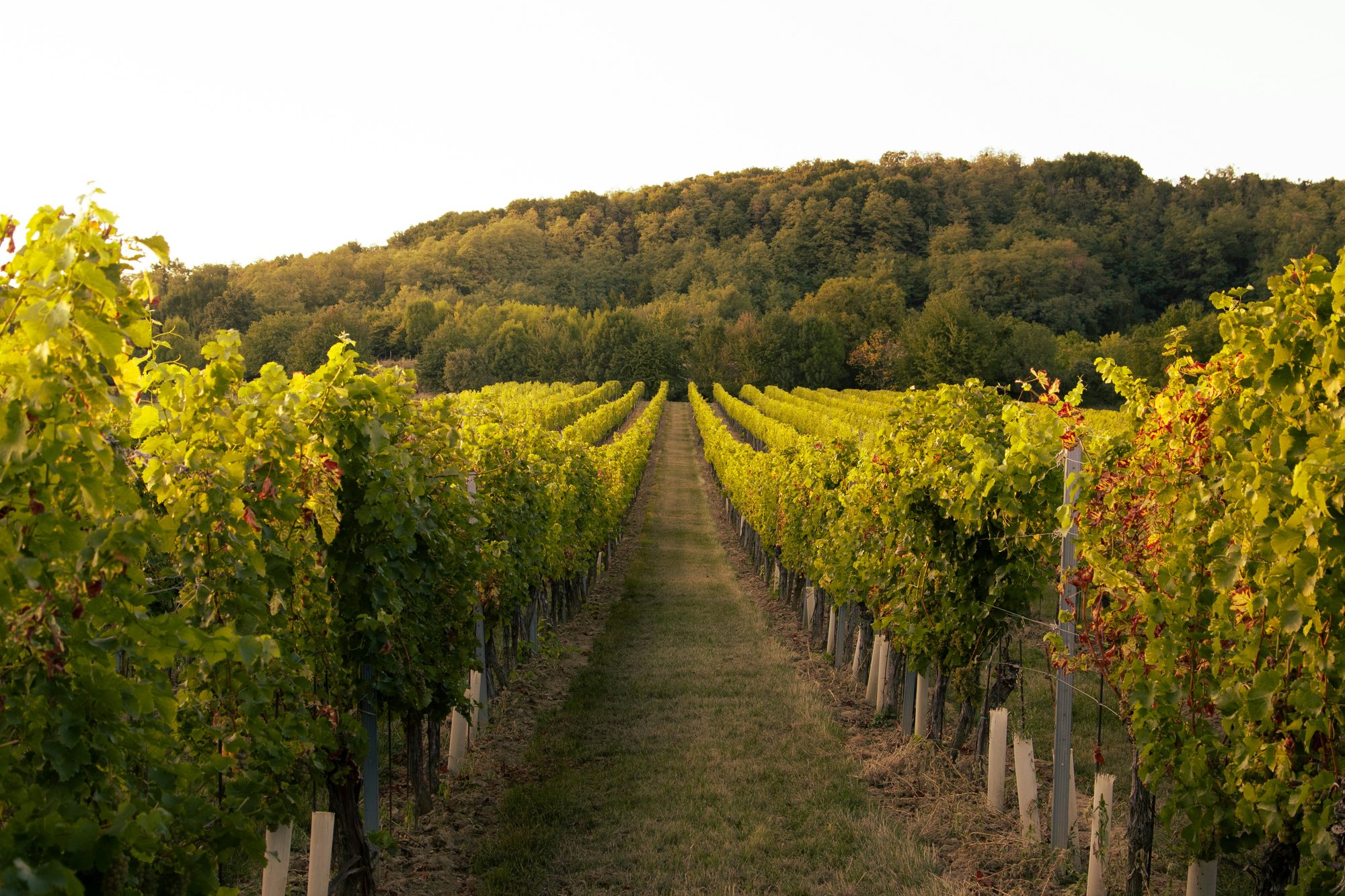 Rows of vines running toward a wooded hillside