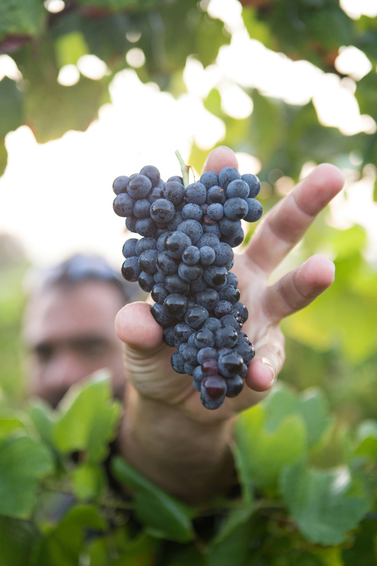A hand holding up a freshly picked bunch of dark grapes