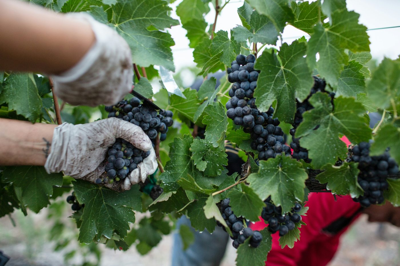 Gloved hands cutting a bunch of dark grapes by hand during harvest